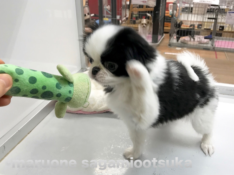 元気印の狆くんは遊ぶときでも笑わせてくれます。 | パンダ柄のワンちゃんチーム - ペットショップ マルワン相模大塚 神奈川県大和市
