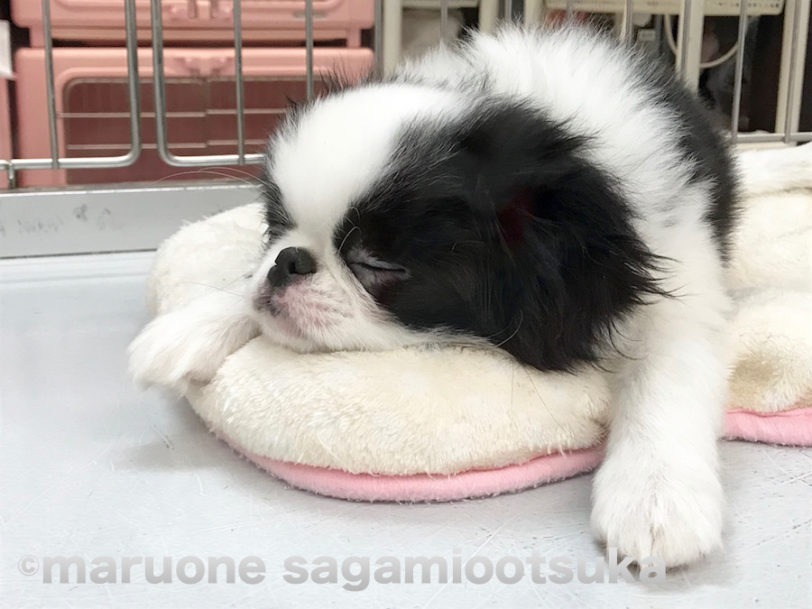 目を完全に閉じて熟睡中の狆くん | パンダ柄のワンちゃんチーム - ペットショップ マルワン相模大塚 神奈川県大和市