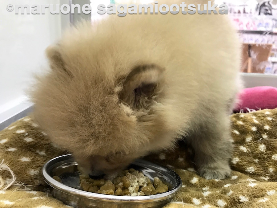 ご飯も残すことなく数秒で完食。 | ポメラニアン - ペットショップ マルワン相模大塚 神奈川県大和市