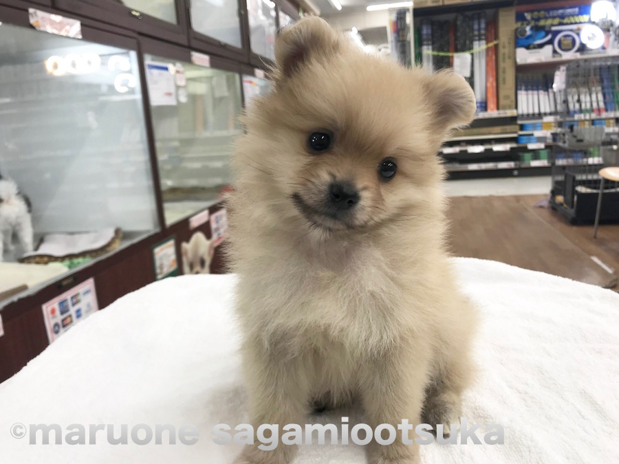 口角がぐッと上がったポメスマイル | ポメラニアン - ペットショップ マルワン相模大塚 神奈川県大和市