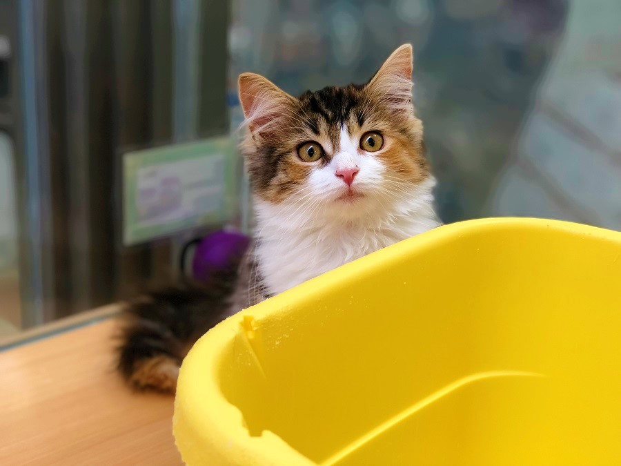 城山店のNO.1猫ちゃん | メインクーン - ペットショップ ペッツワン城山 神奈川県相模原市