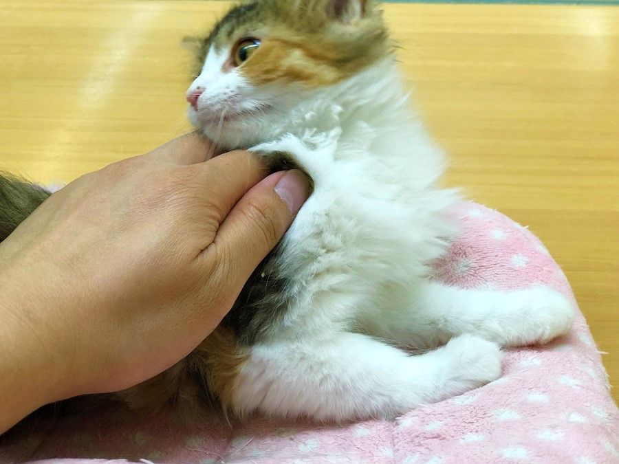 散々遊び疲れると、甘えて触られに来るめいにゃん | メインクーン - ペットショップ ペッツワン城山 神奈川県相模原市