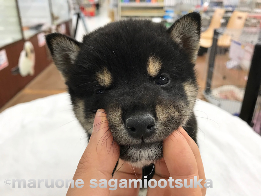 お口周りのケア | 柴犬（814456） - ペットショップ マルワン相模大塚 神奈川県大和市