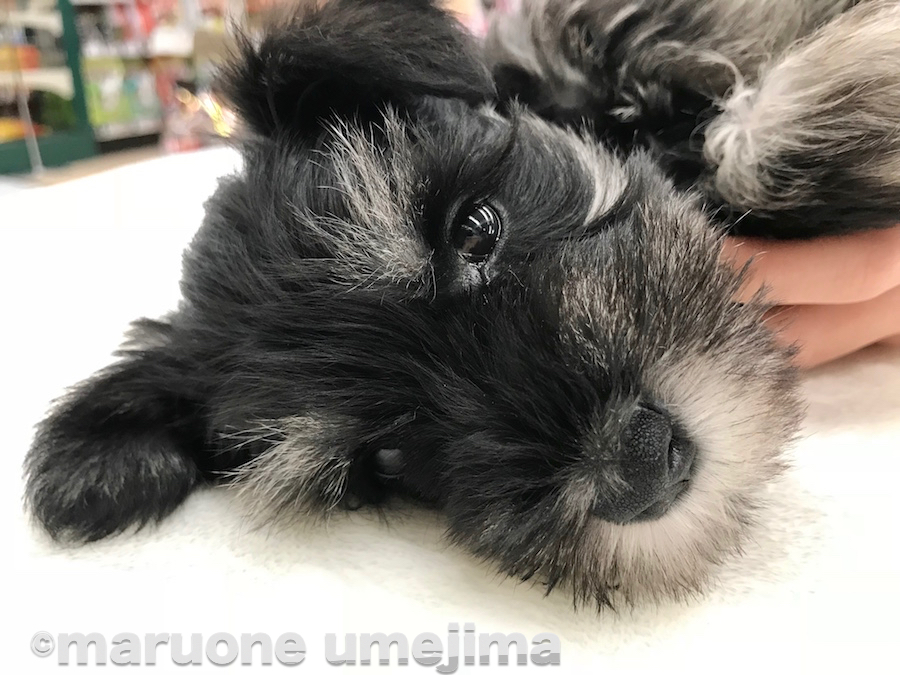 完全にリラックス | ミニチュア・シュナウザー - ペットショップ マルワン梅島 東京都足立区