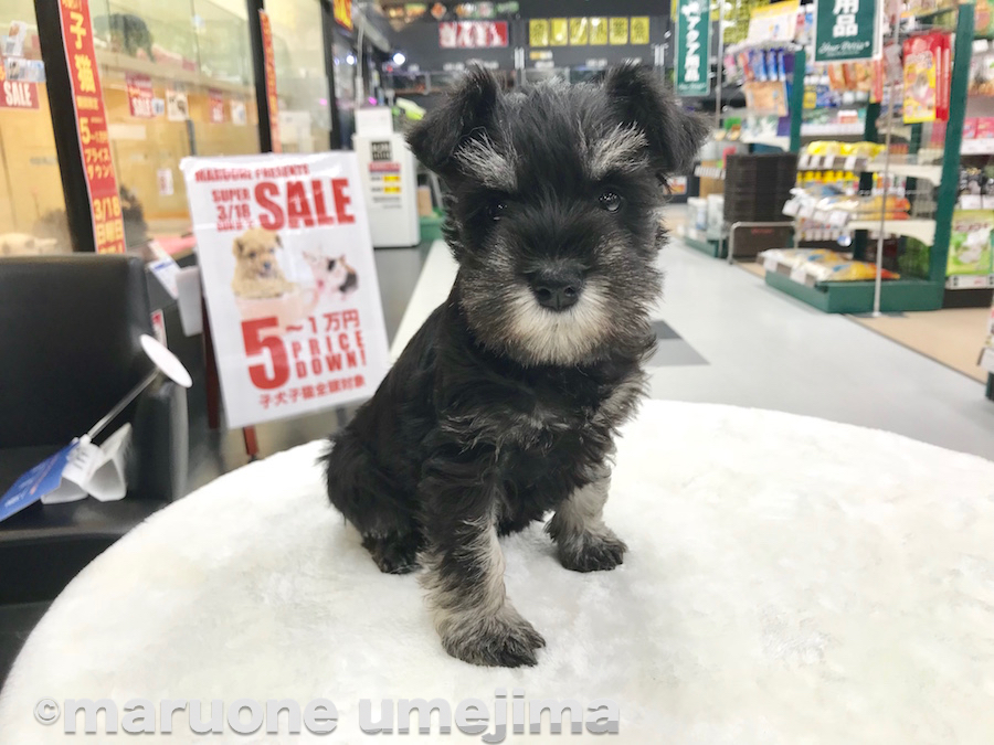 シュナちゃんのお顔 | ミニチュア・シュナウザー - ペットショップ マルワン梅島 東京都足立区