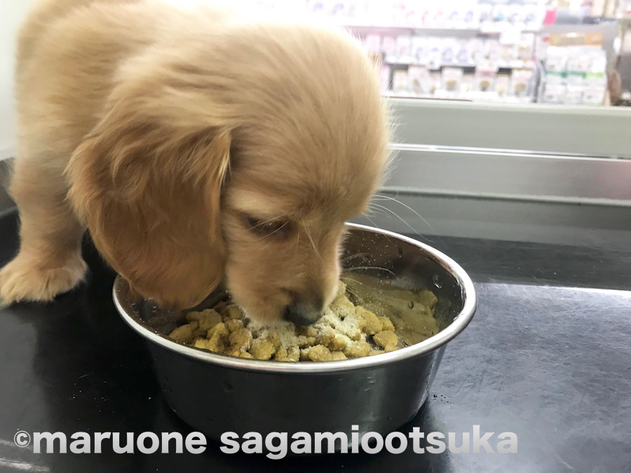 ご飯も残さずペロリと完食♪ | ミニチュア・ダックスフント - ペットショップ マルワン相模大塚 神奈川県大和市