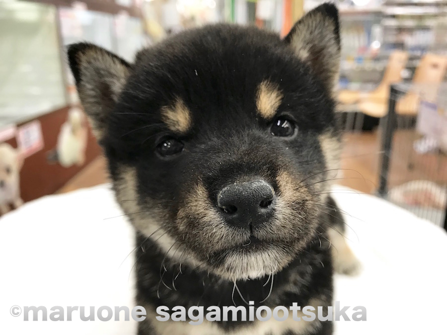 ニッコリ笑顔になっている | 柴犬（814456） - ペットショップ マルワン相模大塚 神奈川県大和市