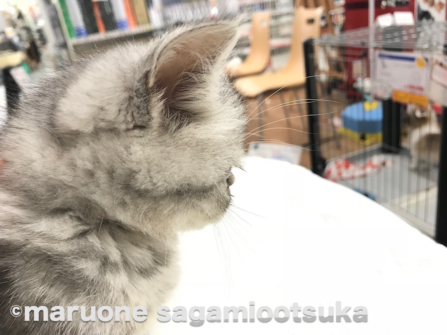 どれくらいお鼻が短いのかというと。。まっ平らです（笑） | エキゾチック - ペットショップ マルワン相模大塚 神奈川県大和市