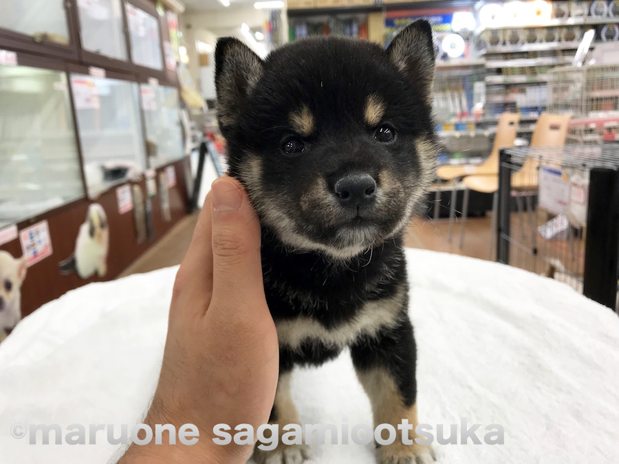 僕の手と比べてもかな～り小さな黒柴くん | 柴犬（814456） - ペットショップ マルワン相模大塚 神奈川県大和市