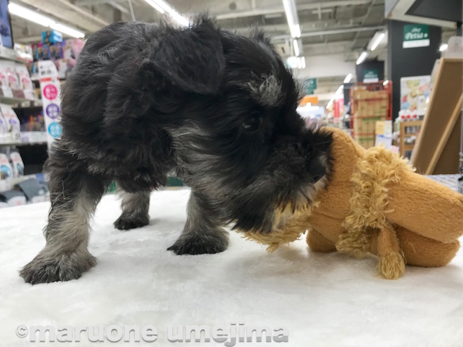 お気に入りのおもちゃは「ワンちゃんのぬいぐるみ」! | ミニチュア・シュナウザー - ペットショップ マルワン梅島 東京都足立区