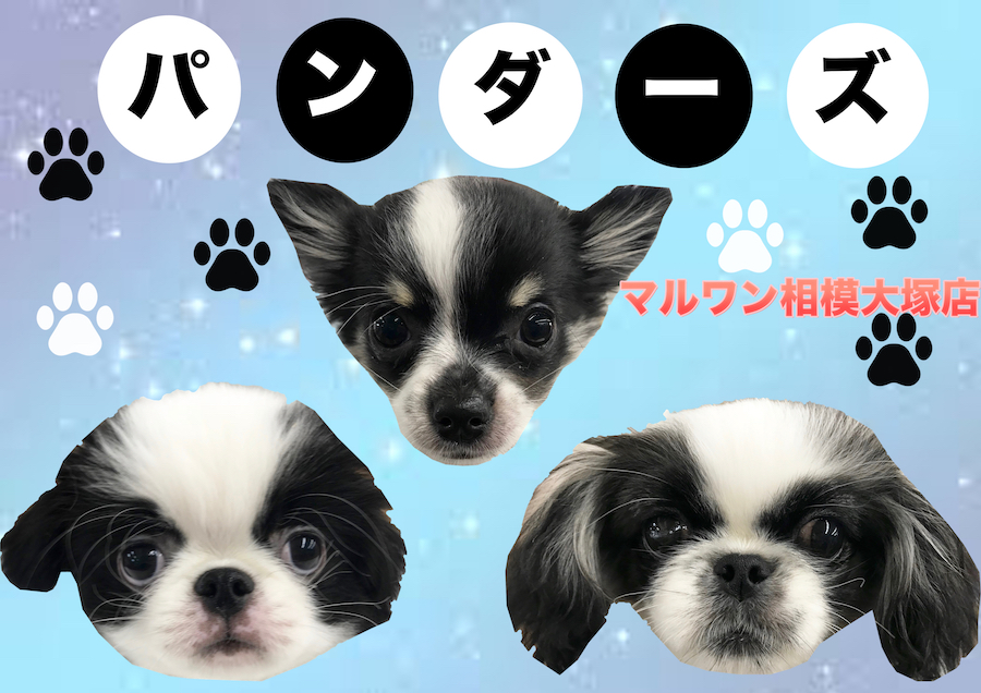 【特集】珍しい模様が大集合！？パンダ柄のワンちゃんチーム結成！？：マルワン相模大塚店