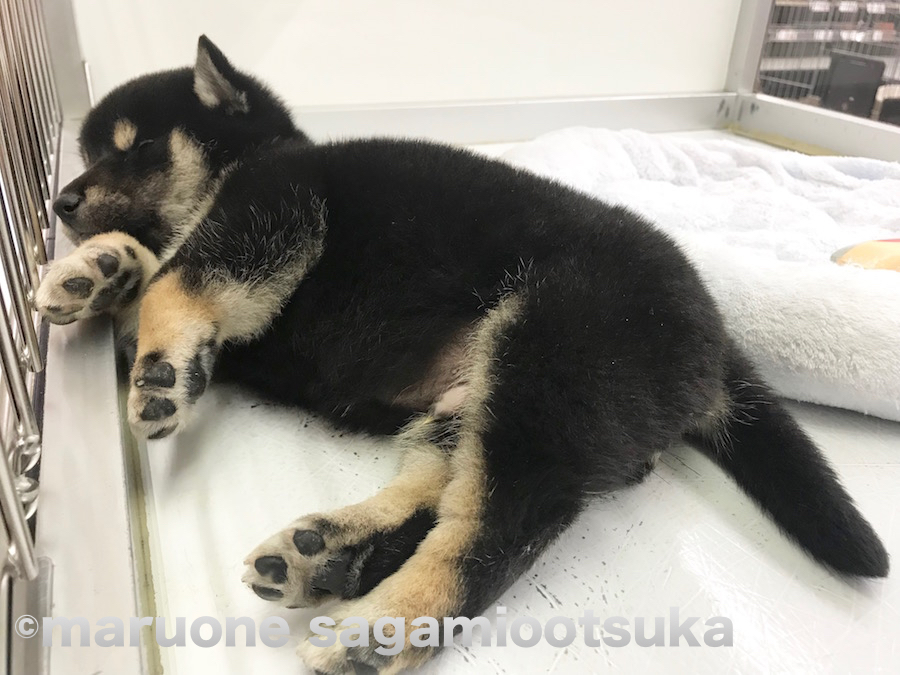  | 柴犬（814456） - ペットショップ マルワン相模大塚 神奈川県大和市