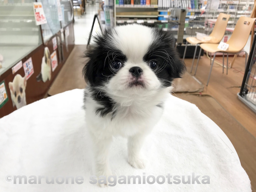 『え？撮ってたの？』 | 狆（ちん） - ペットショップ マルワン相模大塚 神奈川県大和市