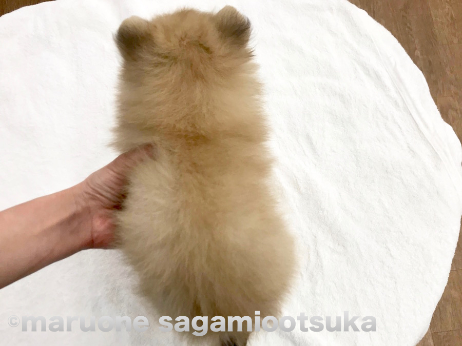 わたあめのようなふわっふわボディ | ポメラニアン - ペットショップ マルワン相模大塚 神奈川県大和市