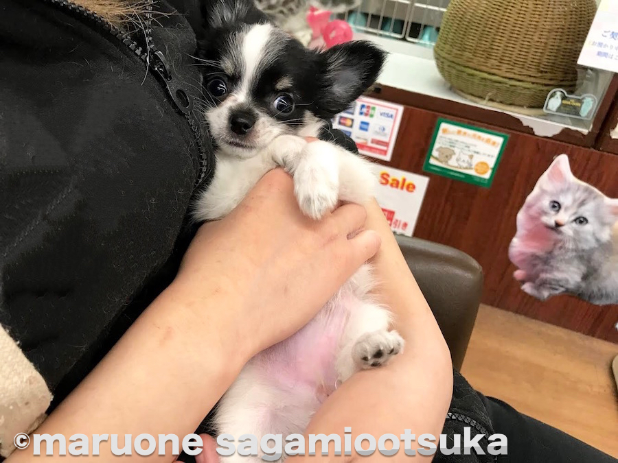 甘えん坊ちぃちゃんは抱っこが大好き♡ | チワワ（ロングコート） - ペットショップ マルワン相模大塚 神奈川県大和市