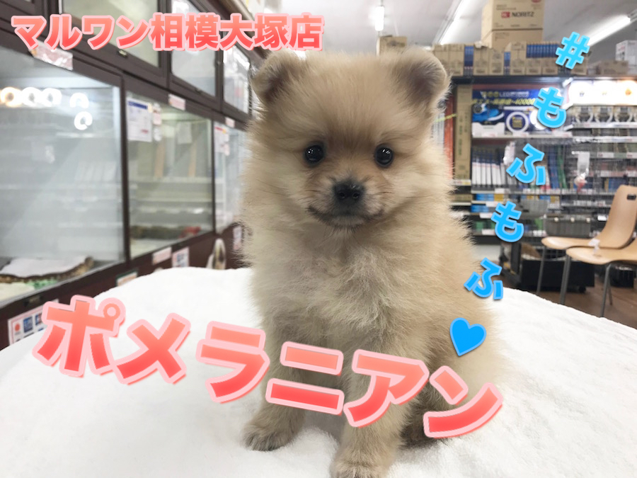 【ポメラニアン】ポメスマイルでアナタをロックオン！この記事のラストショットがベストショット！？：マルワン相模大塚店Pick UpベイビーNo.814455