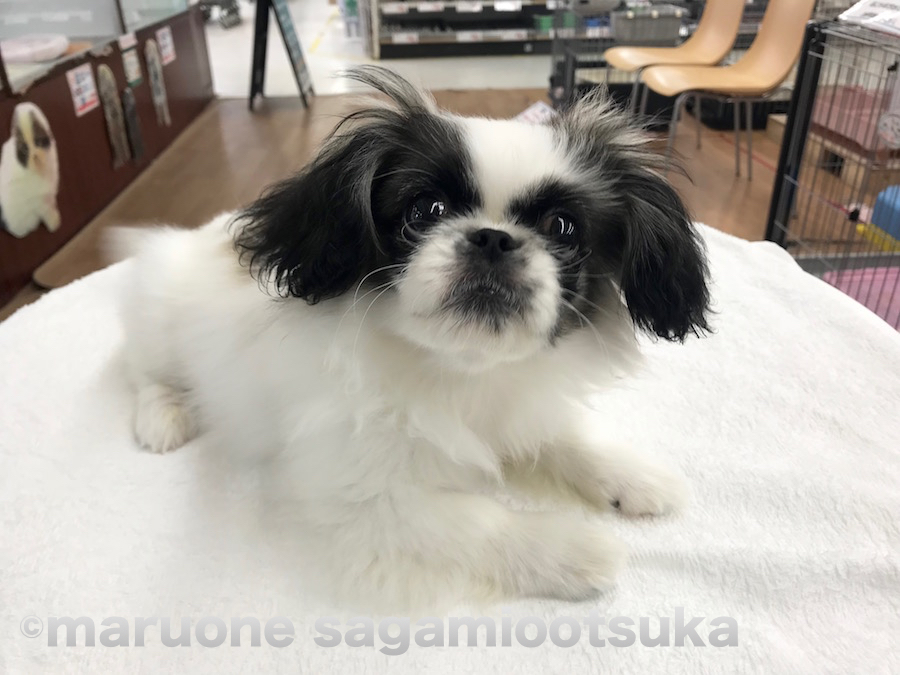 ペキちゃんは大きな瞳とゆるふわパーマがかかった大きなお耳が特徴♪ | パンダ柄のワンちゃんチーム - ペットショップ マルワン相模大塚 神奈川県大和市