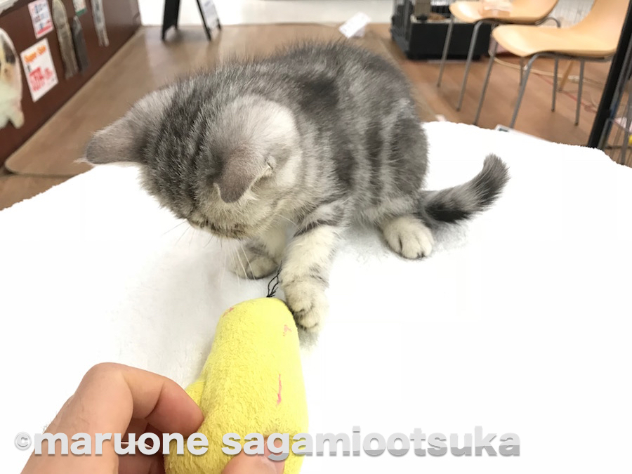 エキゾくんと遊んで癒されちゃおう！ | エキゾチック - ペットショップ マルワン相模大塚 神奈川県大和市