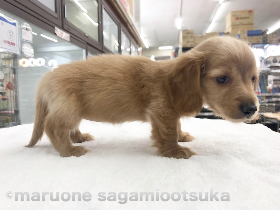 足短すぎる | ミニチュア・ダックスフント - ペットショップ マルワン相模大塚 神奈川県大和市