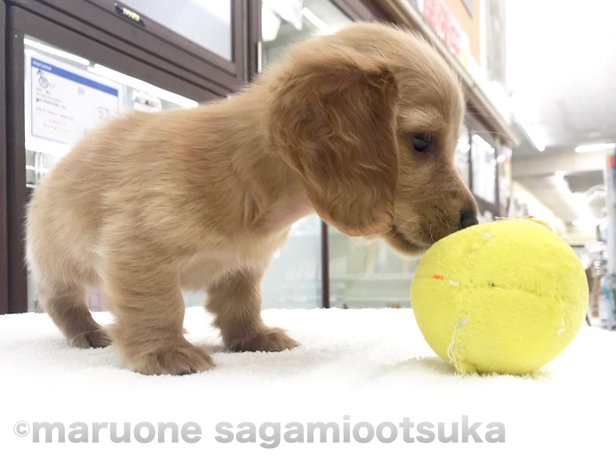 おもちゃにご挨拶♪ | ミニチュア・ダックスフント - ペットショップ マルワン相模大塚 神奈川県大和市