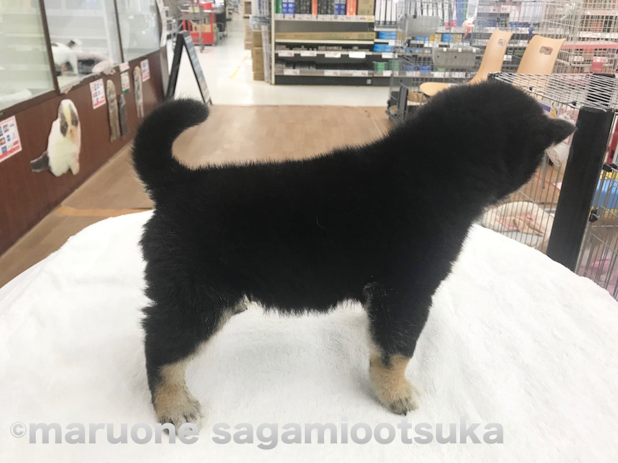 モッフモフの柔らかい被毛 | 柴犬（814456） - ペットショップ マルワン相模大塚 神奈川県大和市