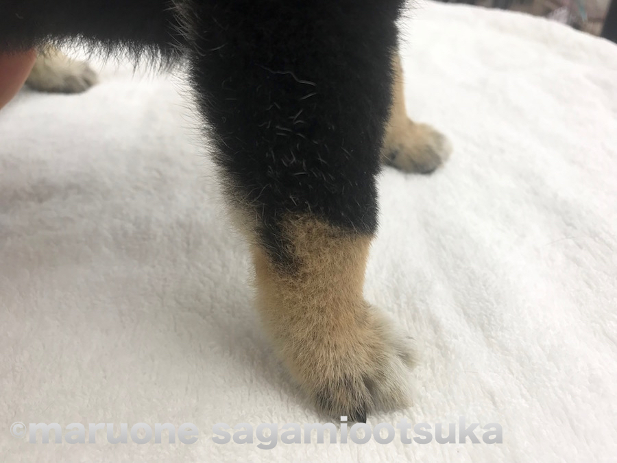 クリーム色の靴下がオシャレ | 柴犬（814456） - ペットショップ マルワン相模大塚 神奈川県大和市