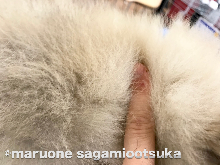 ポメちゃんの背中をお借りしてモフモフを堪能 | ポメラニアン - ペットショップ マルワン相模大塚 神奈川県大和市