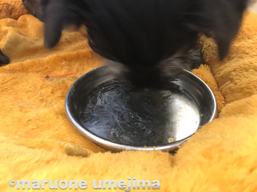 いい食べっぷり | ミニチュア・シュナウザー - ペットショップ マルワン梅島 東京都足立区