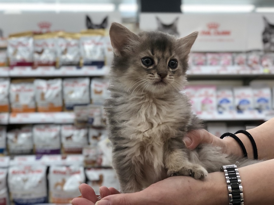 はじめての方でも飼いやすくオススメ | ソマリ - ペットショップ マルワン港北ニュータウン 神奈川県横浜市都筑区