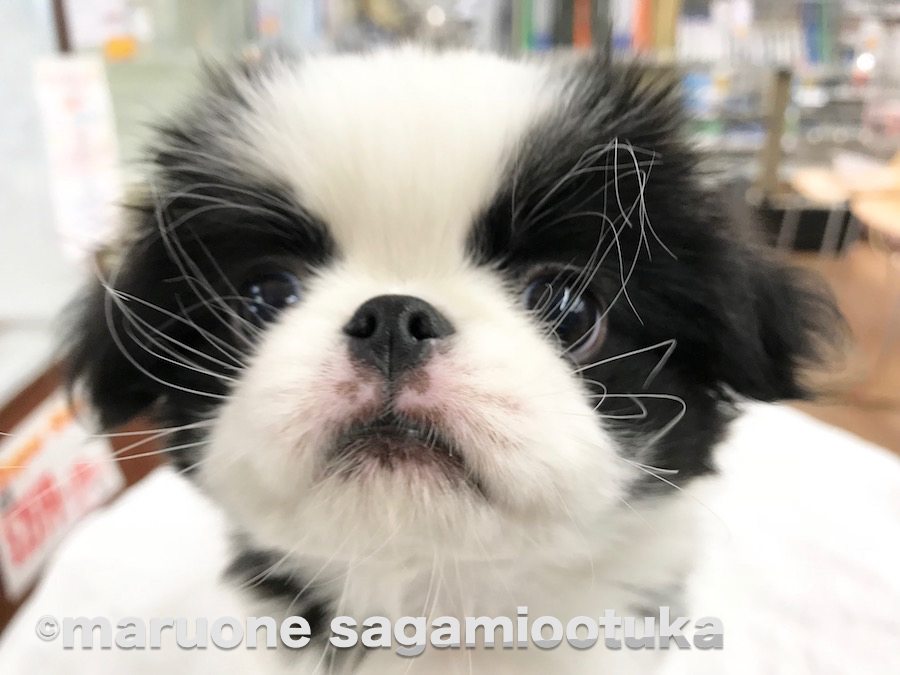 思わず鼻にピントが | 狆（ちん） - ペットショップ マルワン相模大塚 神奈川県大和市