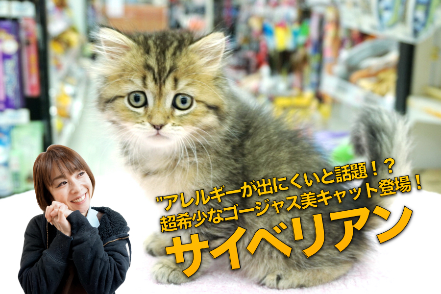 【サイベリアン】猫アレルギーが出にくいと話題！？超希少なゴージャス美キャット登場♥：大倉山店PICKUPベイビーNo.6130675