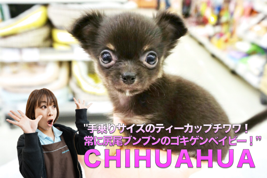 【チワワ】手乗りサイズのティーカップチワワ!!常に尻尾ブンブンのご機嫌ベイビー♪：大倉山店PICKUPベイビーＮｏ．6130681