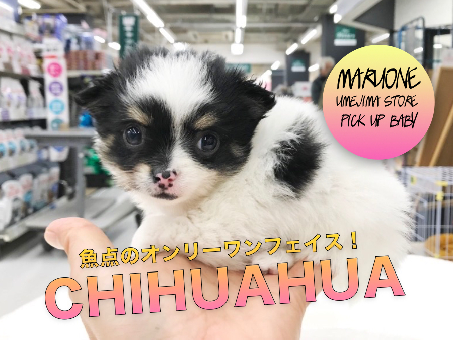 【チワワ】仰天のオンリーワンフェイス！性格も従順をインプレ！：梅島店PICK UPベイビー！No.119098