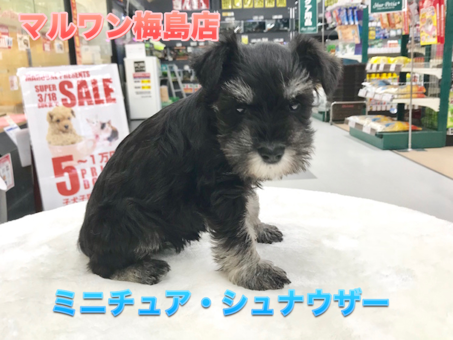 【ミニチュア・シュナウザー】超おしゃれ系ワンコの登場!シックな毛色がスプリングビューティー♪:梅島店pick upベイビー№119100
