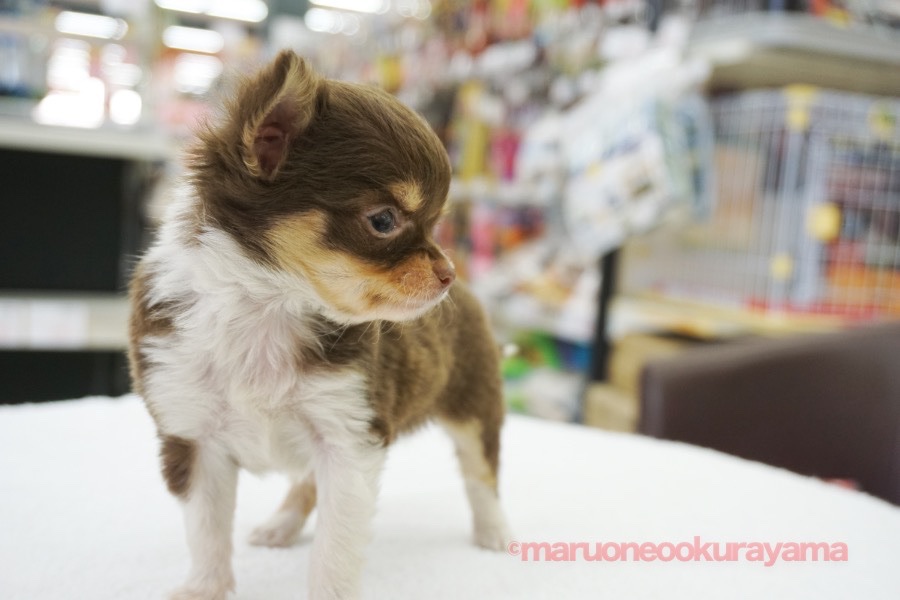 チワワは最もスマートでコンパクトなパートナーDOG！ | チワワ - ペットショップ マルワン大倉山 神奈川県横浜市港北区