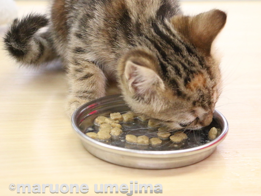 がつがつ食べます（笑） | アメリカンショートヘア - ペットショップ マルワン梅島 東京都足立区