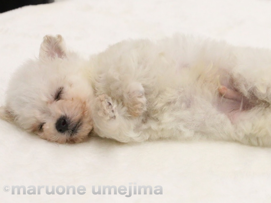 手を放しても…そのままの状態でスヤスヤと夢の中へ…ｚｚｚ | ビション・フリーゼ - ペットショップ マルワン梅島 東京都足立区