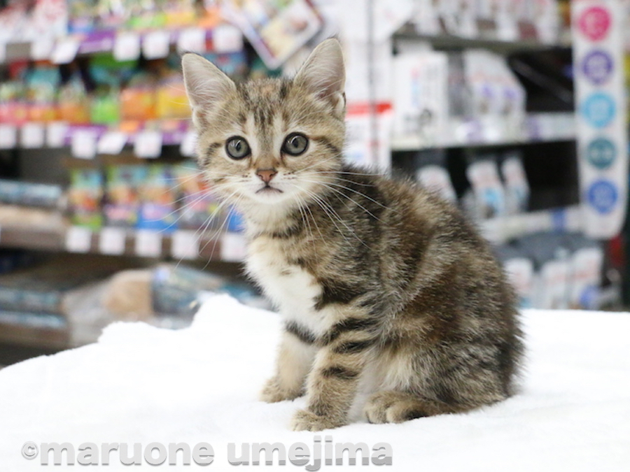 キリッと決めてくれたアメショちゃん | アメリカンショートヘア - ペットショップ マルワン梅島 東京都足立区