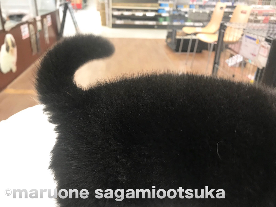 少しづつクルンと尻尾が巻き始めた黒柴くん | 柴犬（814456） - ペットショップ マルワン相模大塚 神奈川県大和市