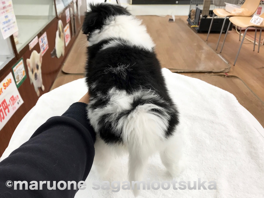 お尻周りが黒で囲われているのがチャームポイント | 狆（ちん） - ペットショップ マルワン相模大塚 神奈川県大和市