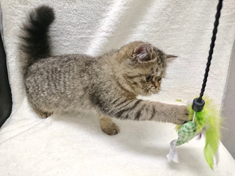 エキゾチックショートヘア - ペットショップ マルワン下丸子 東京都大田区