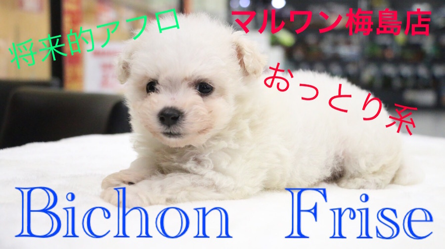 【ビション・フリーゼ】将来はアフロ犬！？寝顔がキュートなおっとりさんが電撃入店！：マルワン梅島店Pick UpベイビーNo.119102