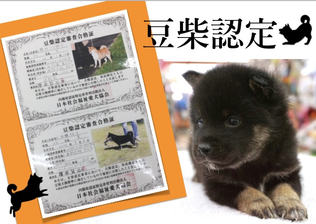 両親ともに「豆柴認定」 | 柴犬 - ペットショップ マルワン大倉山 神奈川県横浜市港北区