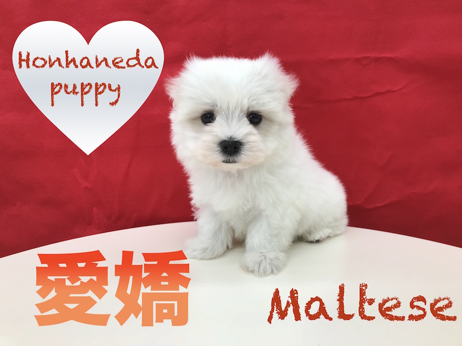 【マルチーズ】上流階級の貴婦人に愛された！？「犬の貴族」と呼ばれるほどのシルクの様な肌触り！本羽田店PickupベイビーNo.512521