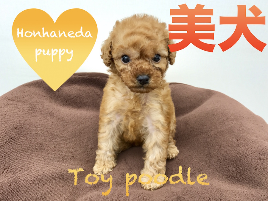 【トイ・プードル】遂に到来！！「強烈美犬」タイニープードル。可愛すぎて困っちゃう！！本羽田PickupベイビーNo.512522
