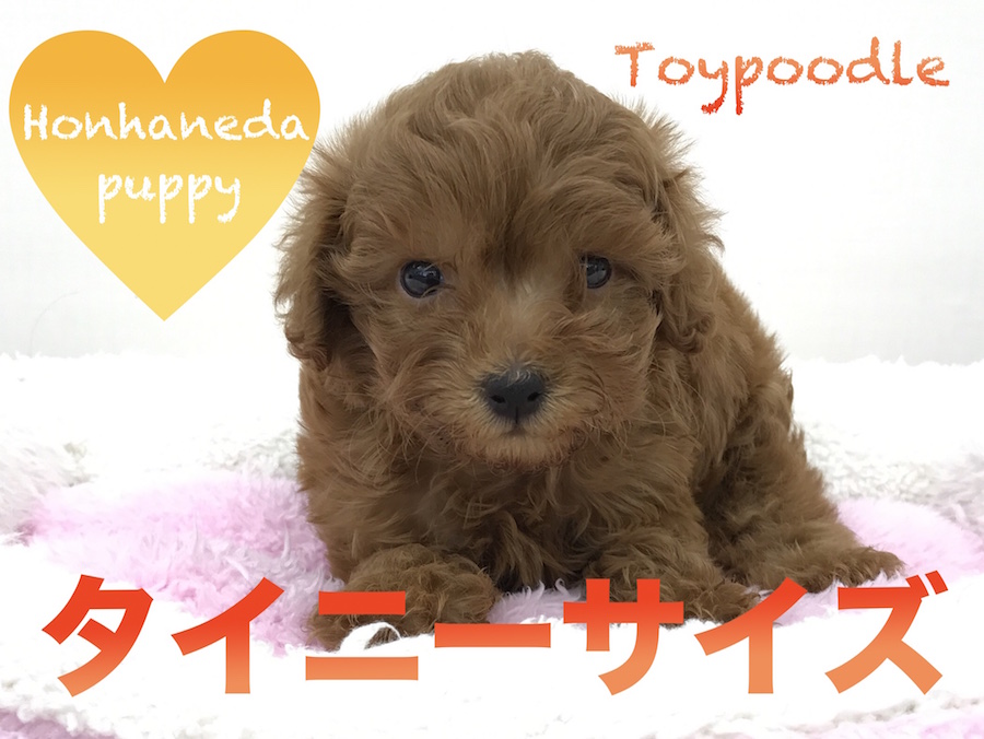 【トイ・プードル】本羽田店が自信を持ってご紹介する超絶美犬!!タイニーサイズのプードル君 です!:本羽田店オススメベイビーNo.512523