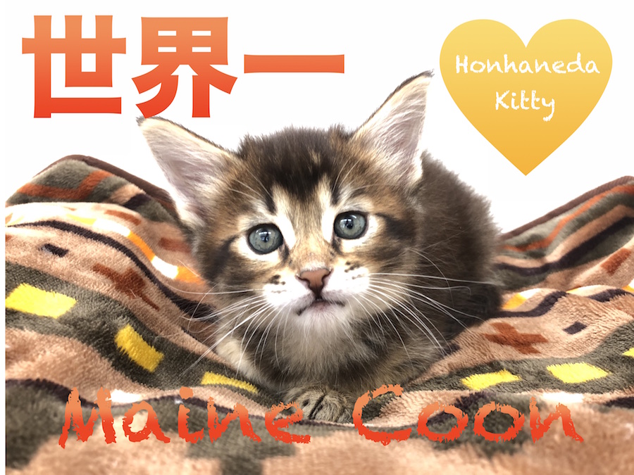 【メインクーン】世界一大きな家猫!!メインくんと一緒にギネスを目指しませんか??:マルワン本羽田店No.512524