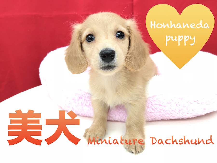 【ミニチュア・ダックスフント】将来美人間違いなしのダックスちゃん!その理由とは・・・?入店に密着☆:マルワン本羽田店PickupベイビーNo.512526