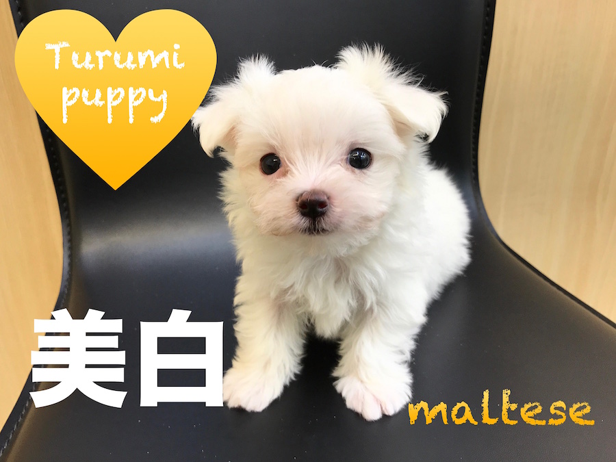 【マルチーズ】綿アメじゃないよ！！思わず食べてしまいたくなる様なふんわり感！：マルワン鶴見店オススメベイビーNo.713558
