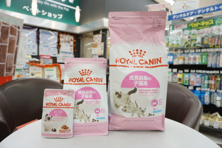 ご飯大好きは健康状態◎ | スコティッシュ・フォールド （6130684） - ペットショップ マルワン大倉山 神奈川県横浜市港北区